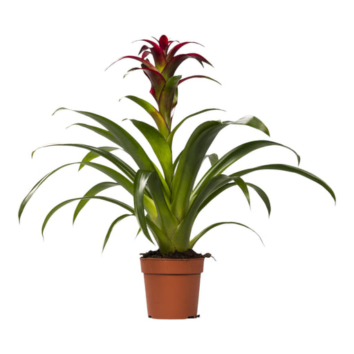 Bromelia Guzmania Nextara