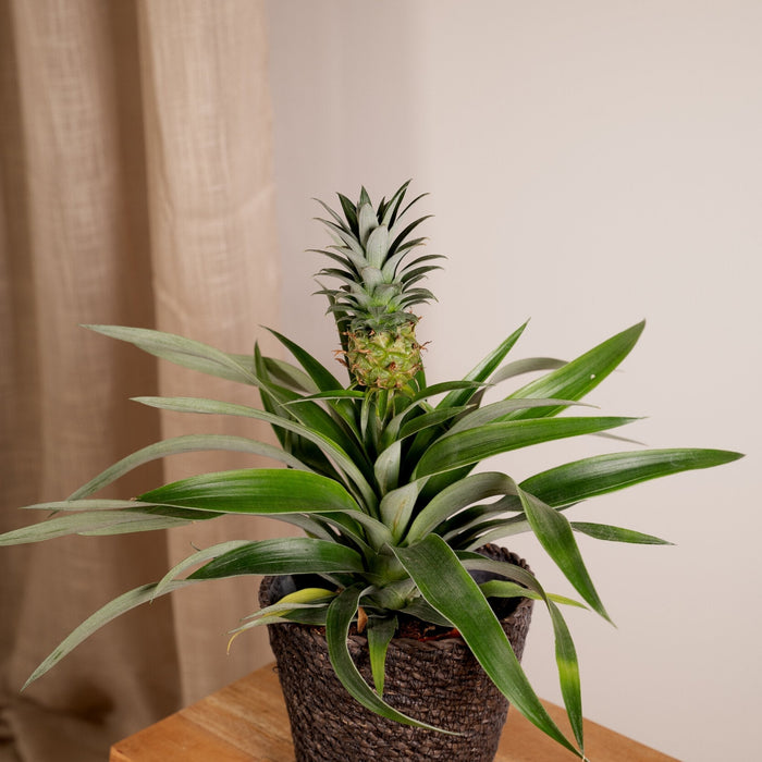 Bromelia - Sett Med 2