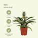 Bromelia - Sett Med 2