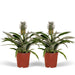 Bromelia - Sett Med 2