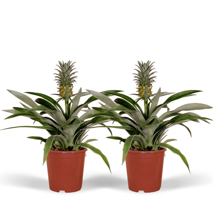 Bromelia - Sett Med 2