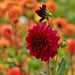 Heatwave Dahlia Pære, Store Mørkerøde Blomster