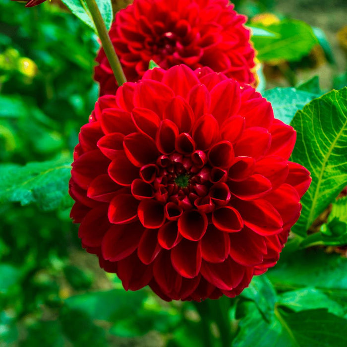 Heatwave Dahlia Pære, Store Mørkerøde Blomster