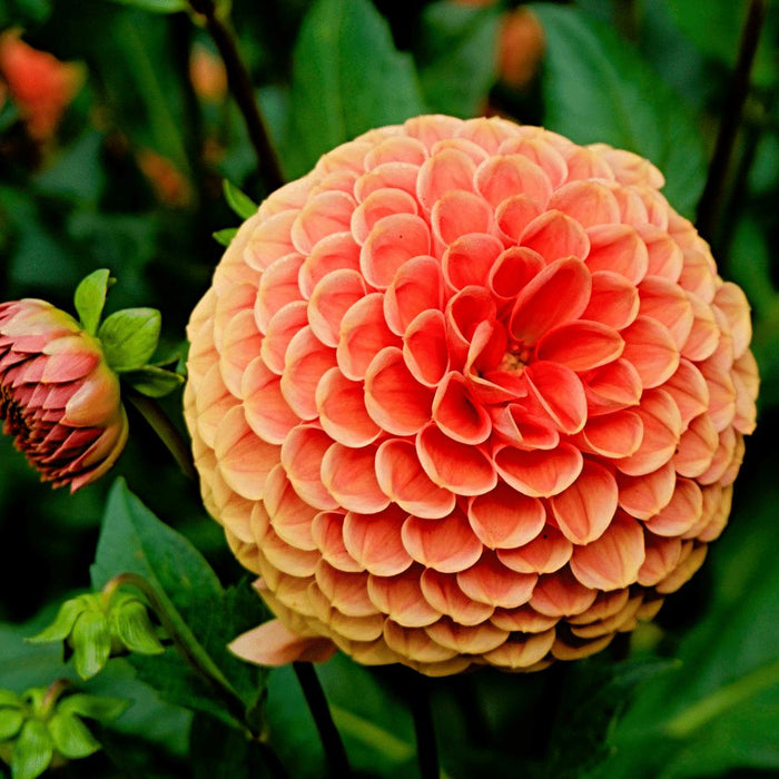 Dahlia Ralphie Pære, Skimrende Oransje Blomster