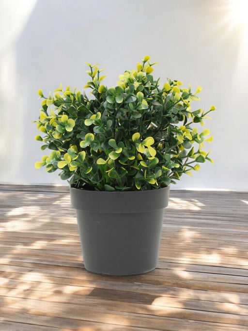 Yellow Buxus In Pot - Kunstig Buksbom