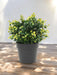 Yellow Buxus In Pot - Kunstig Buksbom