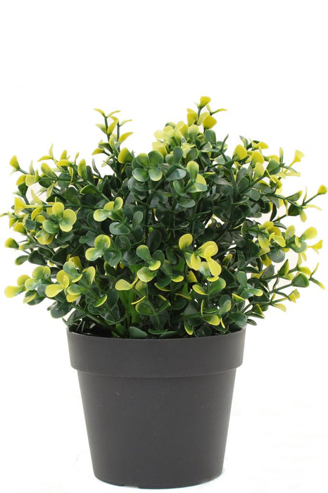 Yellow Buxus In Pot - Kunstig Buksbom