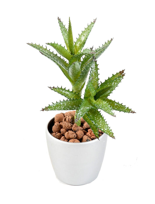 Kunstig Sukkulent Cactus Mini H.18Cm Til Dekorasjon