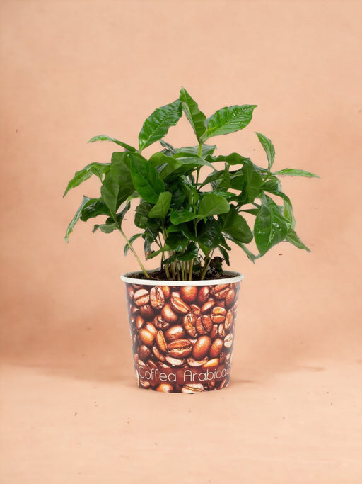 Arabica Coffee Tree Potted Kaffebønner