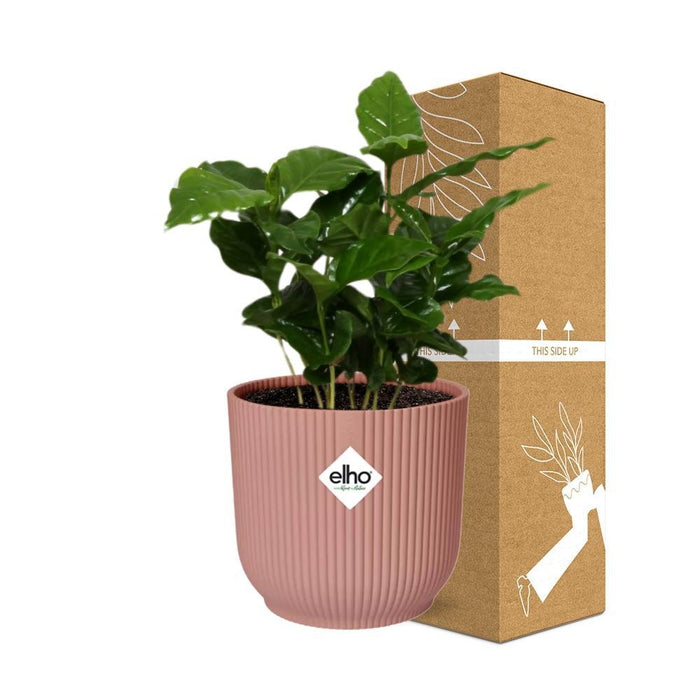 Arabica Kaffetre Og Dets Elho Rose Pot