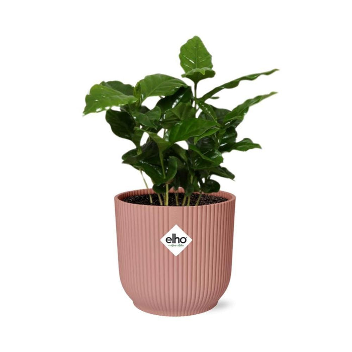 Arabica Kaffetre Og Dets Elho Rose Pot