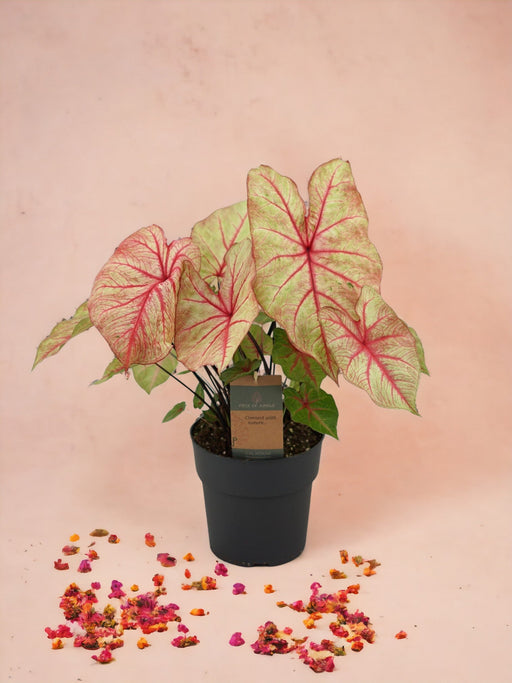 Caladium Høstskjønnhet