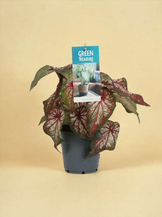 Caladium Bicolor