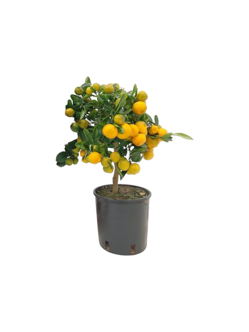 Calamondin I Pot D16Cm H40Cm