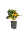 Calamondin I Pot D16Cm H40Cm