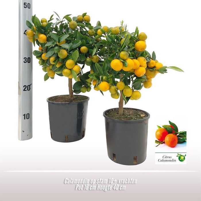 Calamondin I Pot D16Cm H40Cm