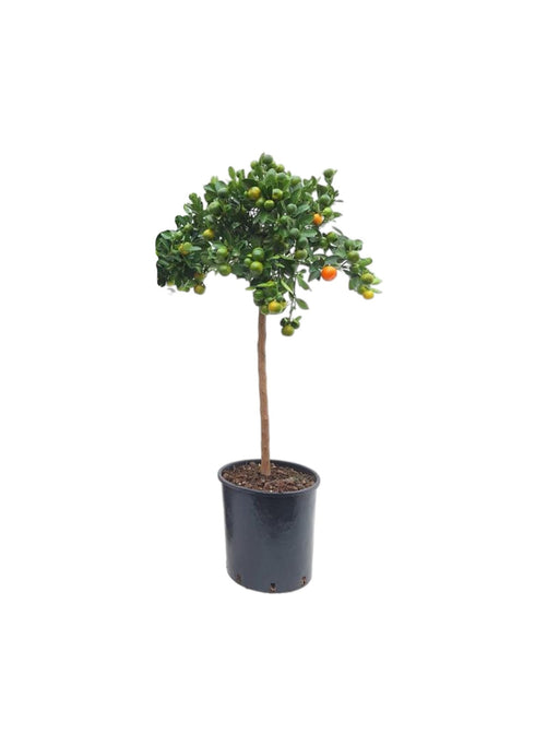 Calamondin I Pot D26Cm H100Cm