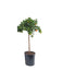 Calamondin I Pot D26Cm H100Cm