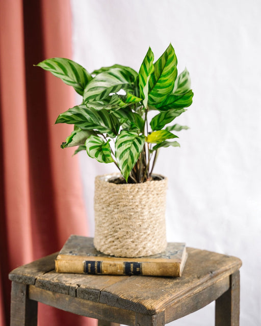 Calathea Freddie