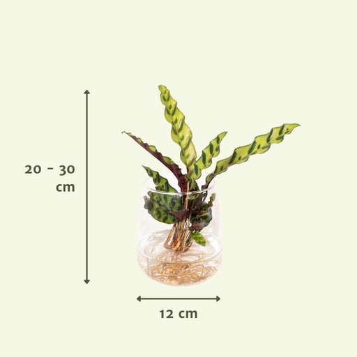 Calathea Lancifolia I Hydrokultur Og Dens Glassvase H30Cm