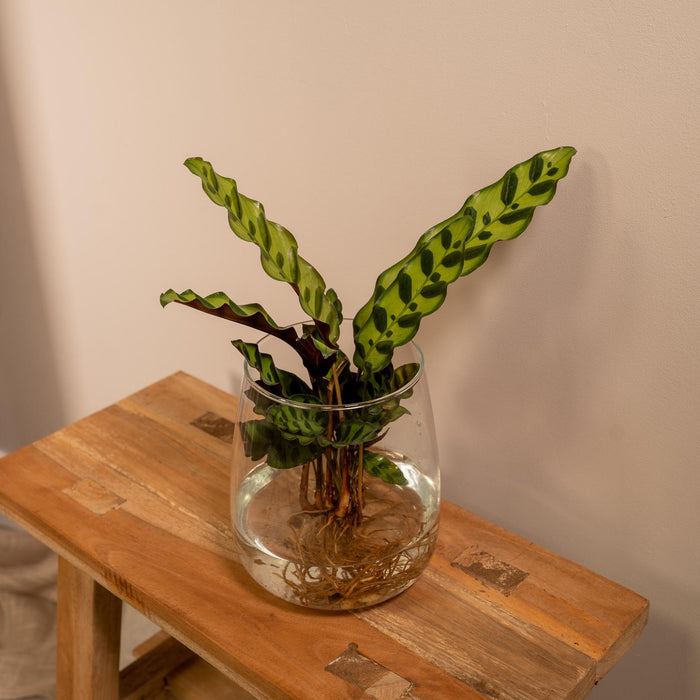 Calathea Lancifolia I Hydrokultur Og Dens Glassvase H30Cm