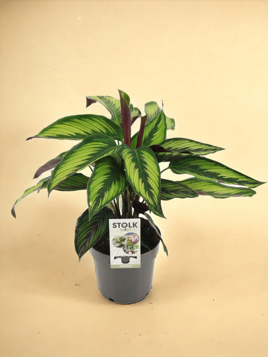 Calathea Majestica