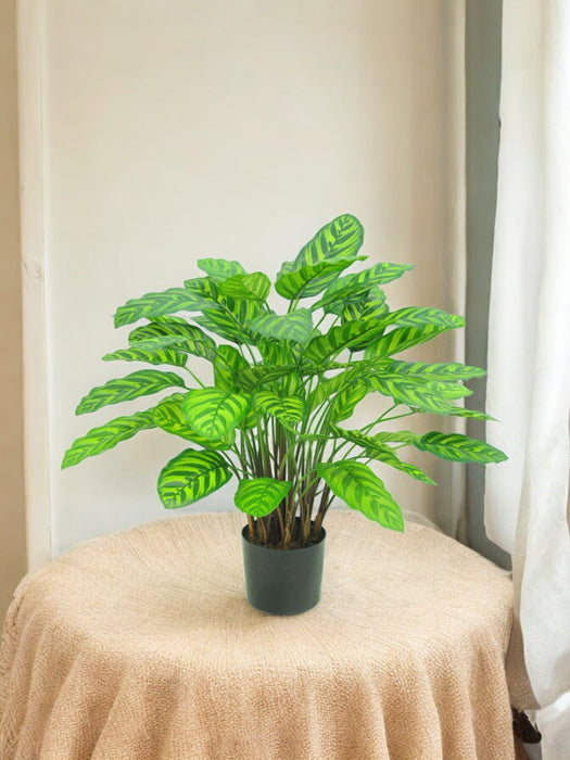 Calathea Makoyana Deluxe - Kunstig Grønn Plante