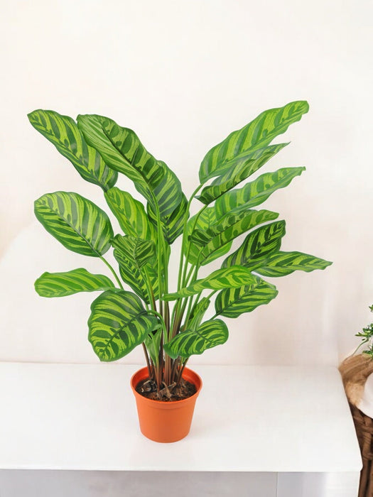 Calathea Makoyana - Kunstig Grønn Plante