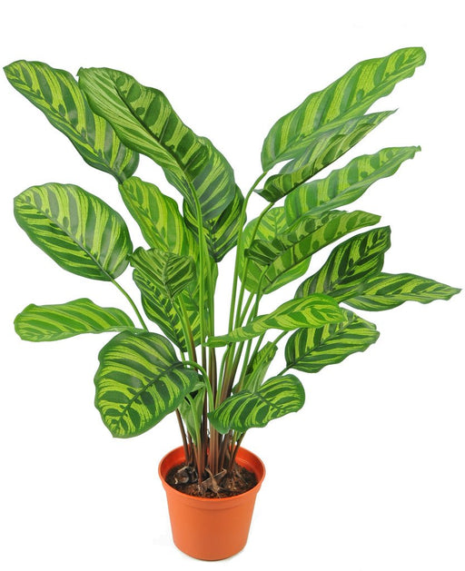 Calathea Makoyana - Kunstig Grønn Plante