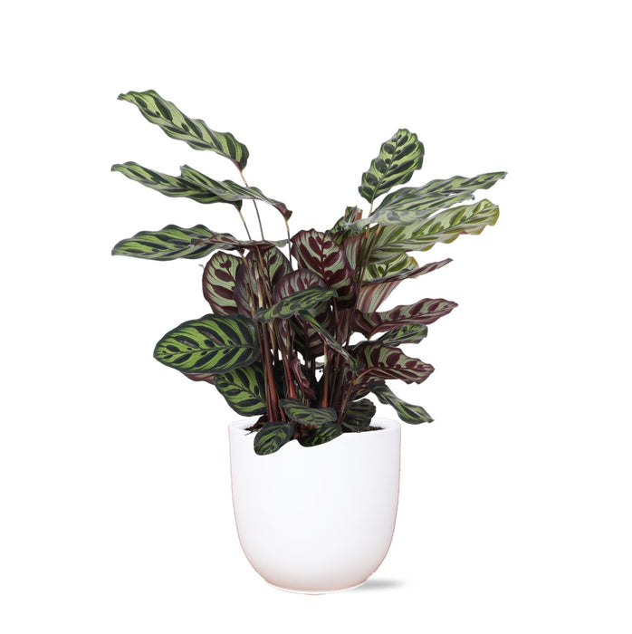 Calathea Makoyana Og Dens Gryte