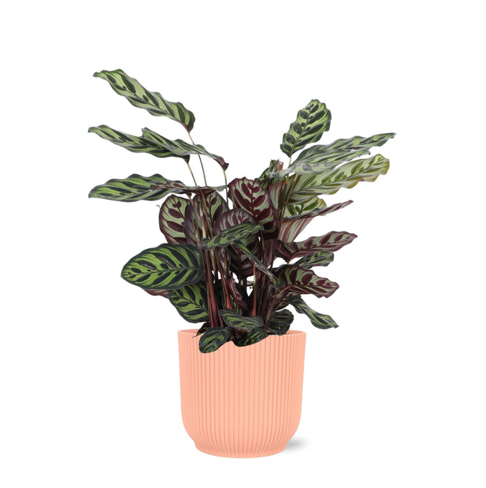 Calathea Makoyana Og Dens Gryte