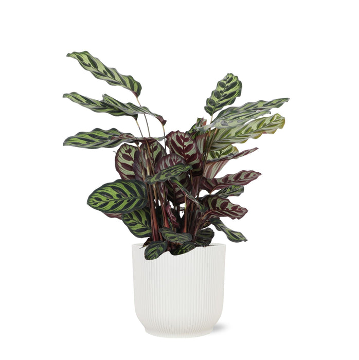 Calathea Makoyana Og Dens Gryte