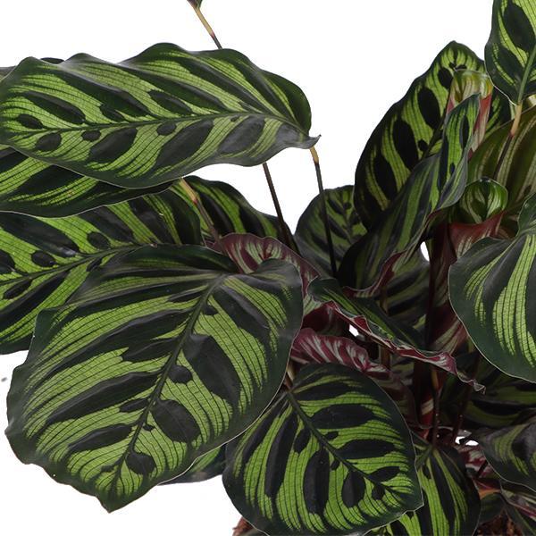 Calathea Makoyana Og Dens Gryte