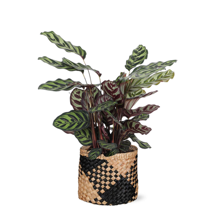 Calathea Makoyana Og Dens Gryte