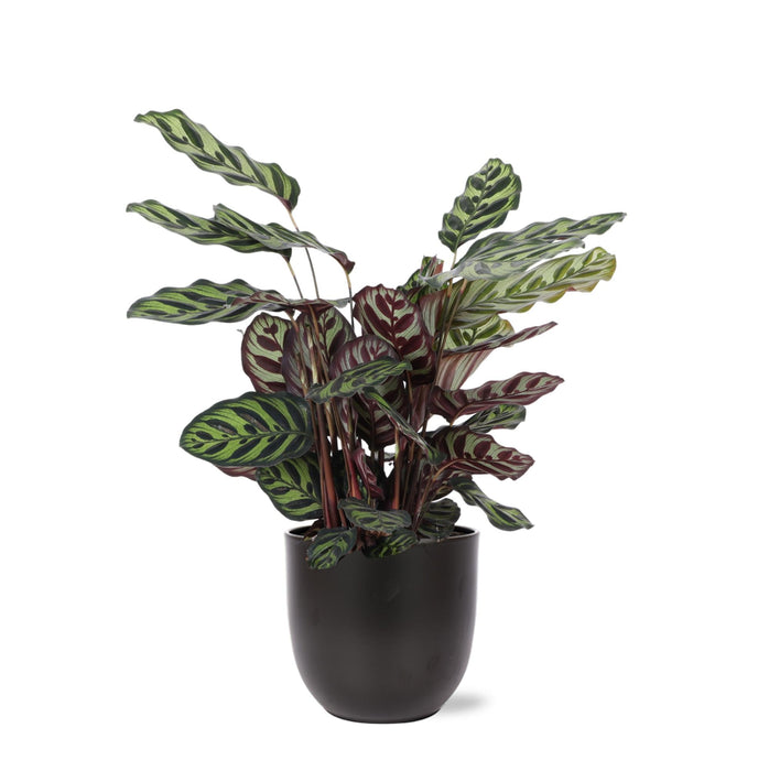 Calathea Makoyana Og Dens Gryte