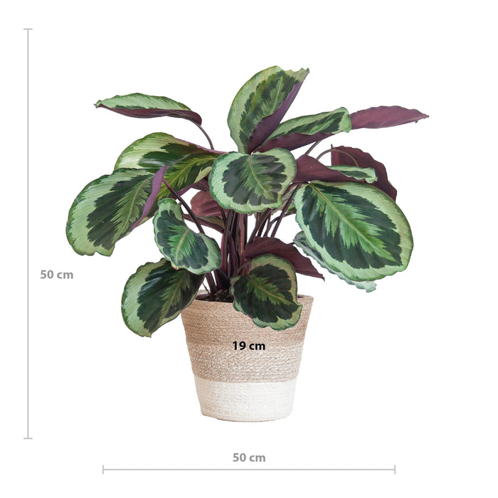 Calathea Medaillon Og Dens Gryte