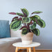 Calathea Medaillon Og Dens Gryte