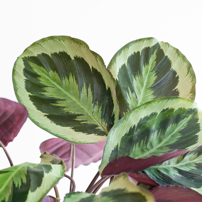 Calathea Medaillon Og Dens Gryte