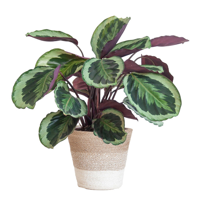 Calathea Medaillon Og Dens Gryte