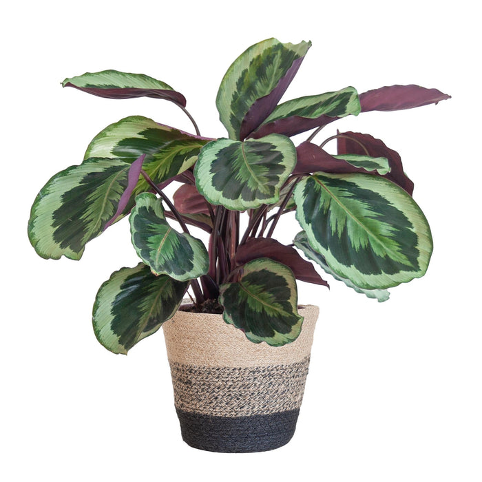 Calathea Medaillon Og Dens Gryte