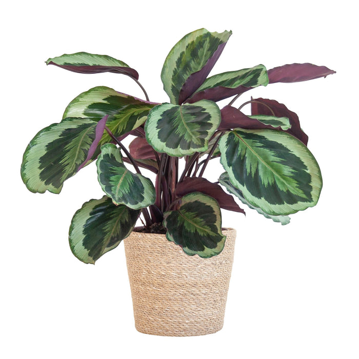 Calathea Medaillon Og Dens Gryte