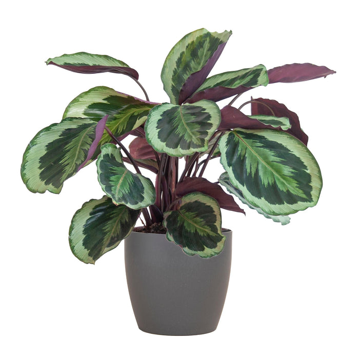 Calathea Medaillon Og Dens Gryte