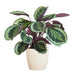 Calathea Medaillon Og Dens Gryte