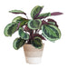 Calathea Medaillon Og Dens Gryte