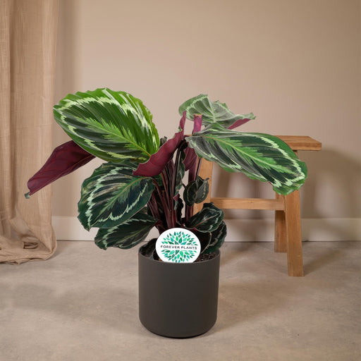 Calathea-Medaljen