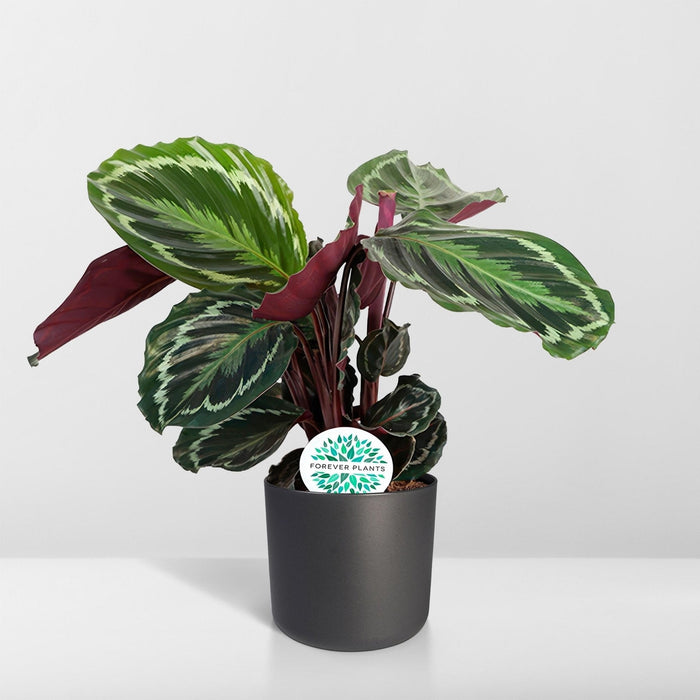 Calathea-Medaljen