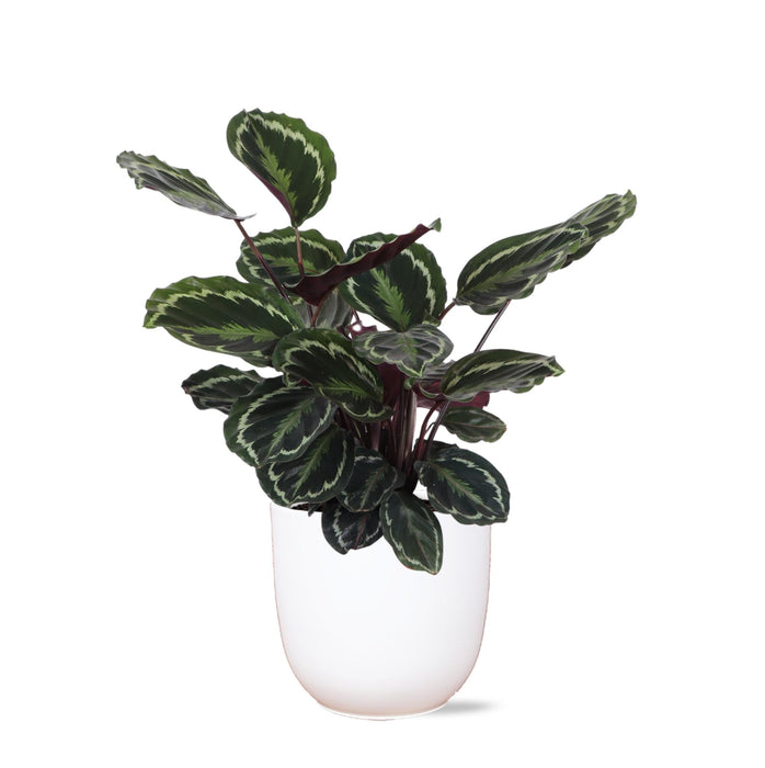 Calathea-Medaljongen Og Dens Potte