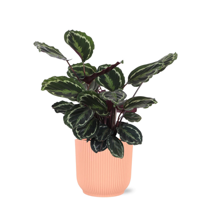 Calathea-Medaljongen Og Dens Potte