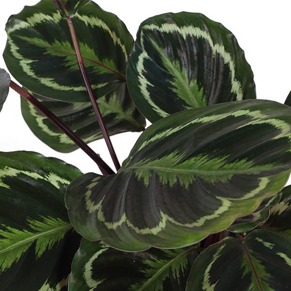 Calathea-Medaljongen Og Dens Potte