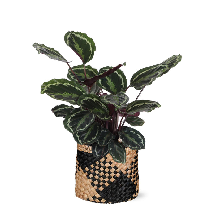 Calathea-Medaljongen Og Dens Potte